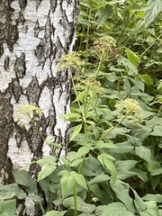 Aegopodium podagraria