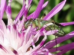 Oncotylus viridiflavus