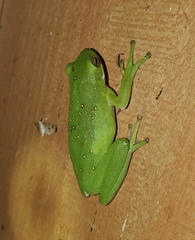 Hyla cinerea