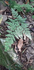 Davallia trichomanoides