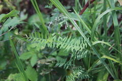Vicia megalotropis