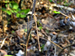 Lestes viridulus