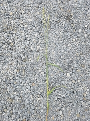 Lolium multiflorum