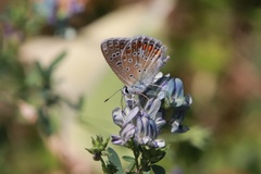 Polyommatus icarus