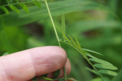 Vicia megalotropis