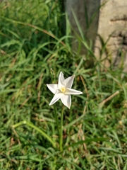 Zephyranthes chlorosolen