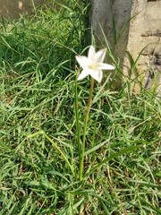 Zephyranthes chlorosolen