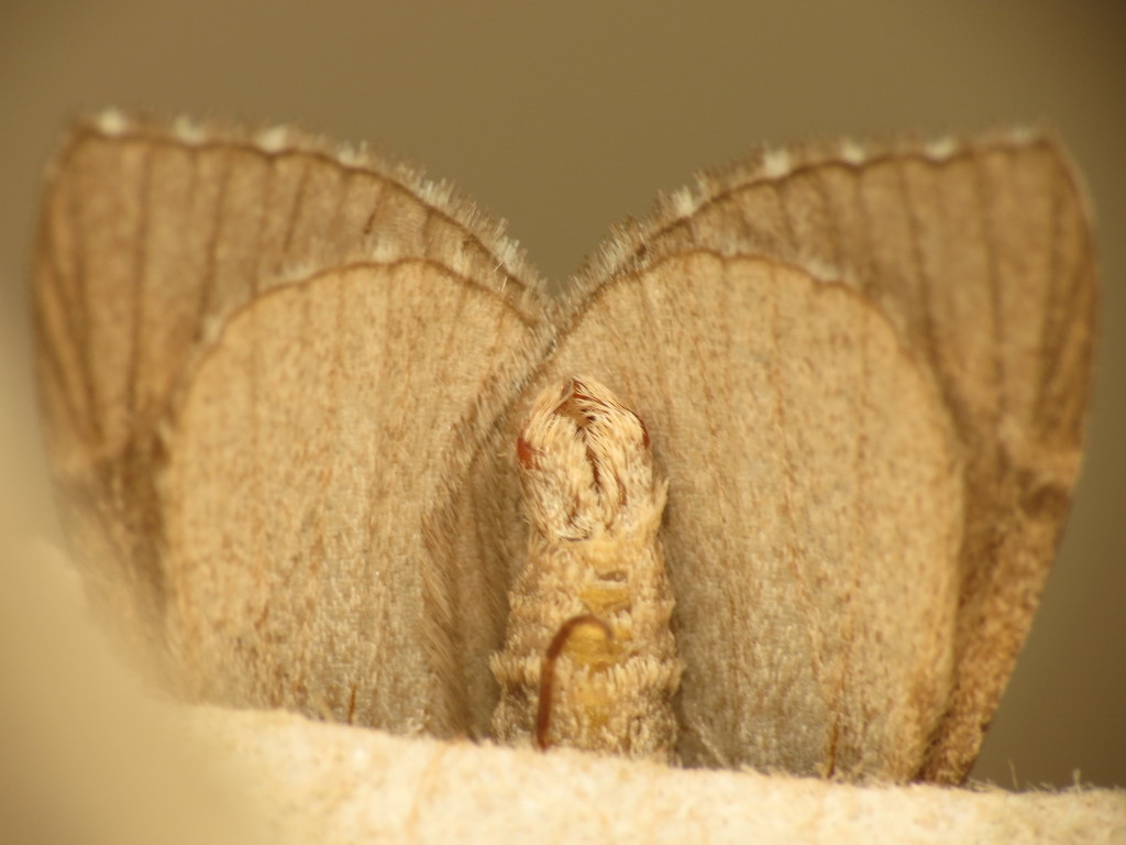 Lesser Treble-bar