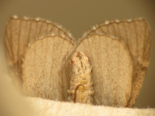Lesser Treble-bar