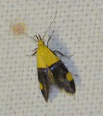 Oecophora bractella