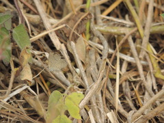 Zizeeria knysna knysna