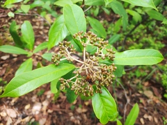 Viburnum cylindricum