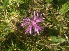 Centaurea jacea