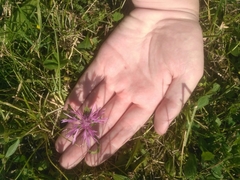 Centaurea jacea