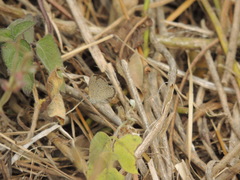 Zizeeria knysna knysna