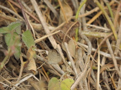 Zizeeria knysna knysna