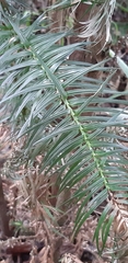 Cunninghamia