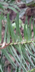 Cunninghamia