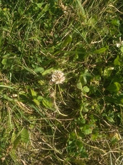 Trifolium repens