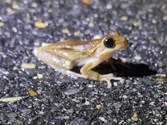 Hyla femoralis