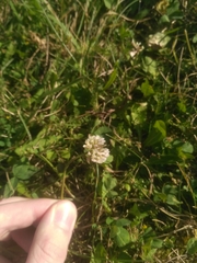 Trifolium repens
