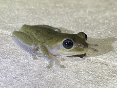 Hyla femoralis