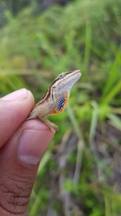 Anolis sericeus