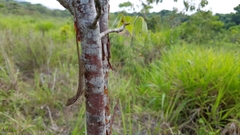 Anolis sericeus