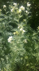 Polemonium foliosissimum