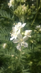 Polemonium foliosissimum