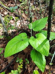 Ainsliaea macrocephala