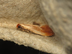 Tinea semifulvella
