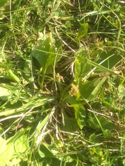 Plantago major