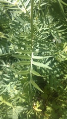 Polemonium foliosissimum