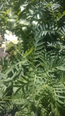 Polemonium foliosissimum
