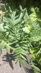 Polemonium foliosissimum