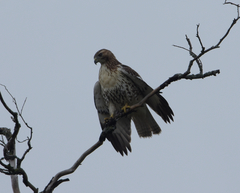 Buteo jamaicensis