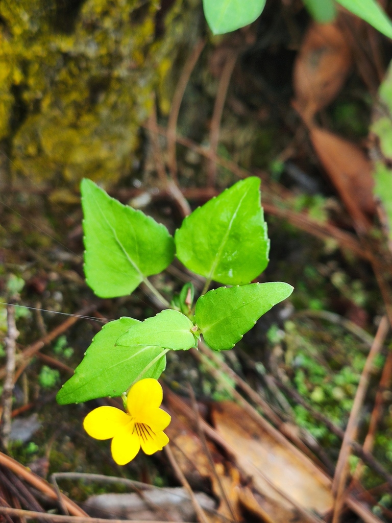Viola delavayi