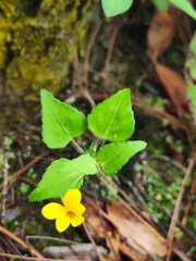 Viola delavayi