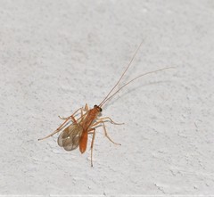 Ctenopelmatinae