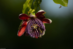 Passiflora alata