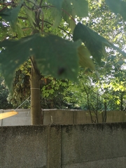 Magnoliopsida