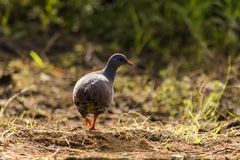Crypturellus parvirostris