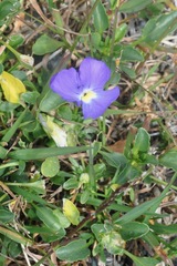 Viola calcarata
