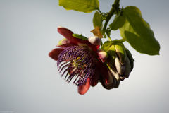 Passiflora alata