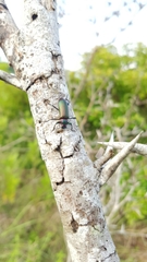 Strongylium auratum