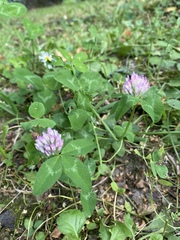 Trifolium pratense