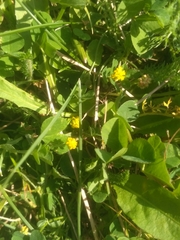Medicago lupulina