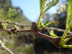 Vachellia robusta clavigera