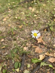 Tripleurospermum inodorum